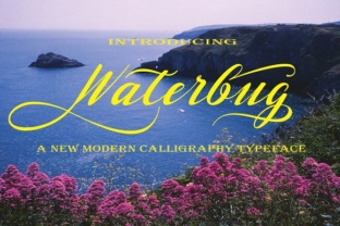 Waterbug Handwritten Font: A Designer’s Branding Journey